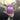 Motobilt Silipint Stemless Wine Tumbler - Purple Haze 12 oz Motobilt