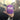 Motobilt Silipint Stemless Wine Tumbler - Purple Haze 12 oz - Motobilt